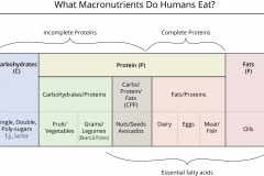 model-material-cultivation-nutrition-human-macronutrients